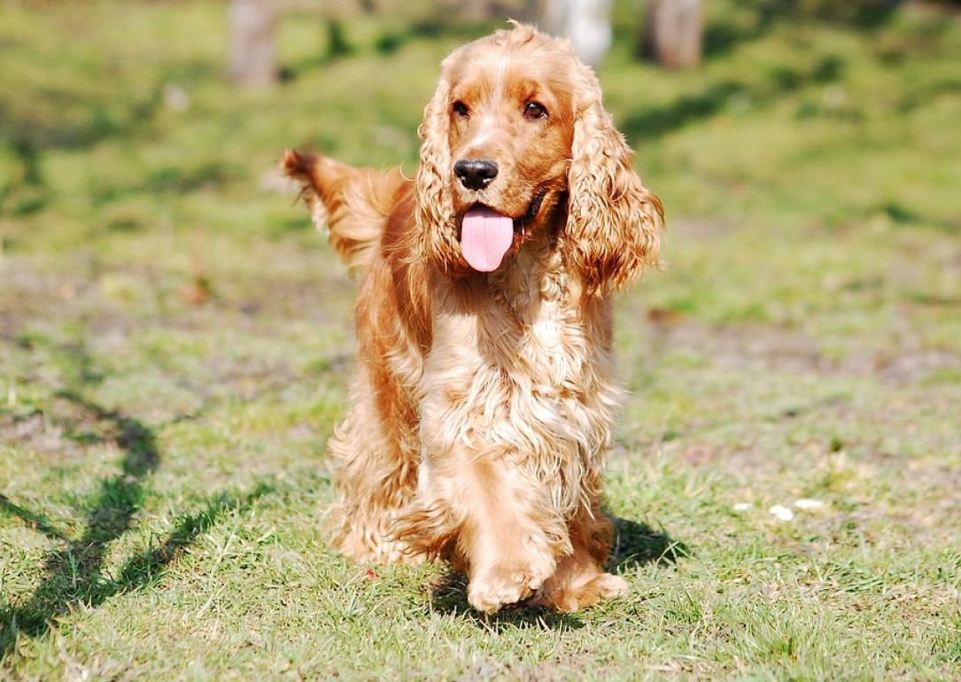 #39. Sussex Spaniel